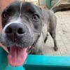 GOLIA - 5 Anni (nato a Luglio del 2020)  - Simil Cane Corso - Taglia: Grande  - Carattere: Dolce, equilibrato Foto 7